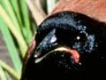 Juvenile North Island saddlebacks