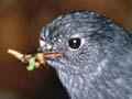 North and South Island robins
