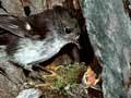 Female tomtit