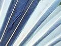 Pied fantail