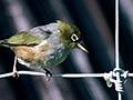 Silvereye