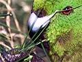 Antipodes Island parakeet