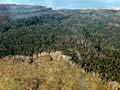 Logging native timber
