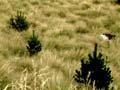 Wilding pines 