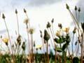 Hawkweed 