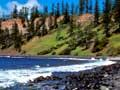 Norfolk Island pines