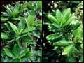 <em>Pennantia</em> species