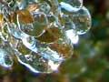 Iced leaves 