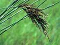 Bamboo rush 