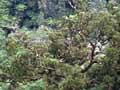 Forest remnants 