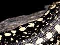 Otago skink