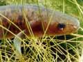 Chatham Island mudfish 