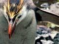 Royal penguin
