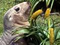 Sea lion and megaherbs