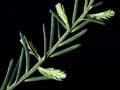 Mataī and kahikatea foliage