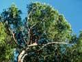 Kawaka foliage and bark