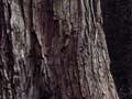 Tōtara bark 