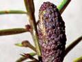 Male cone 