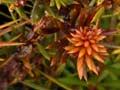 Needle-leaved tōtara