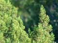 Bog pine