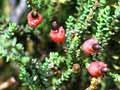 Pygmy pine