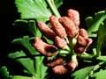 Tānekaha phylloclades and pollen cones