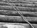 Rimu logging at Mamaku
