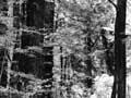 Beech forest