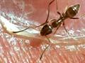 Argentine ants