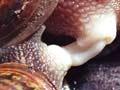 Garden snails mating