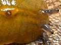 Leaf-veined native slug 