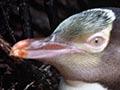 Bird calls: hoiho