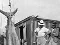 Big-game fishing, Urupukapuka Island