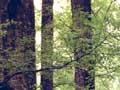Red beech, Maruia valley