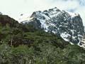 Mountain beech