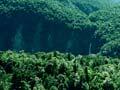 Beech forest, Fiordland