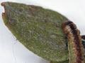 <em>Proteodes carnifex</em>