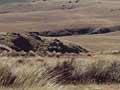 Otago tussock landscape