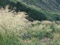 Flowering tussocks 
