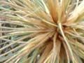 Spinifex 
