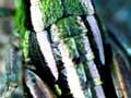 Short-horned grasshopper