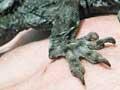 Duvaucel's gecko