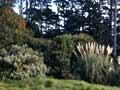 Colonising open ground