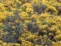 Flowering gorse