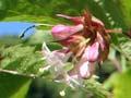 Himalayan honeysuckle