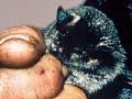 Greater short-tailed bat