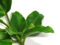 Leaves of conifers and flowering trees
