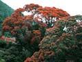 Southern rātā