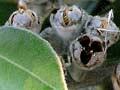 Seed capsules of pōhutukawa 
