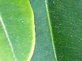 Pōhutukawa leaves 